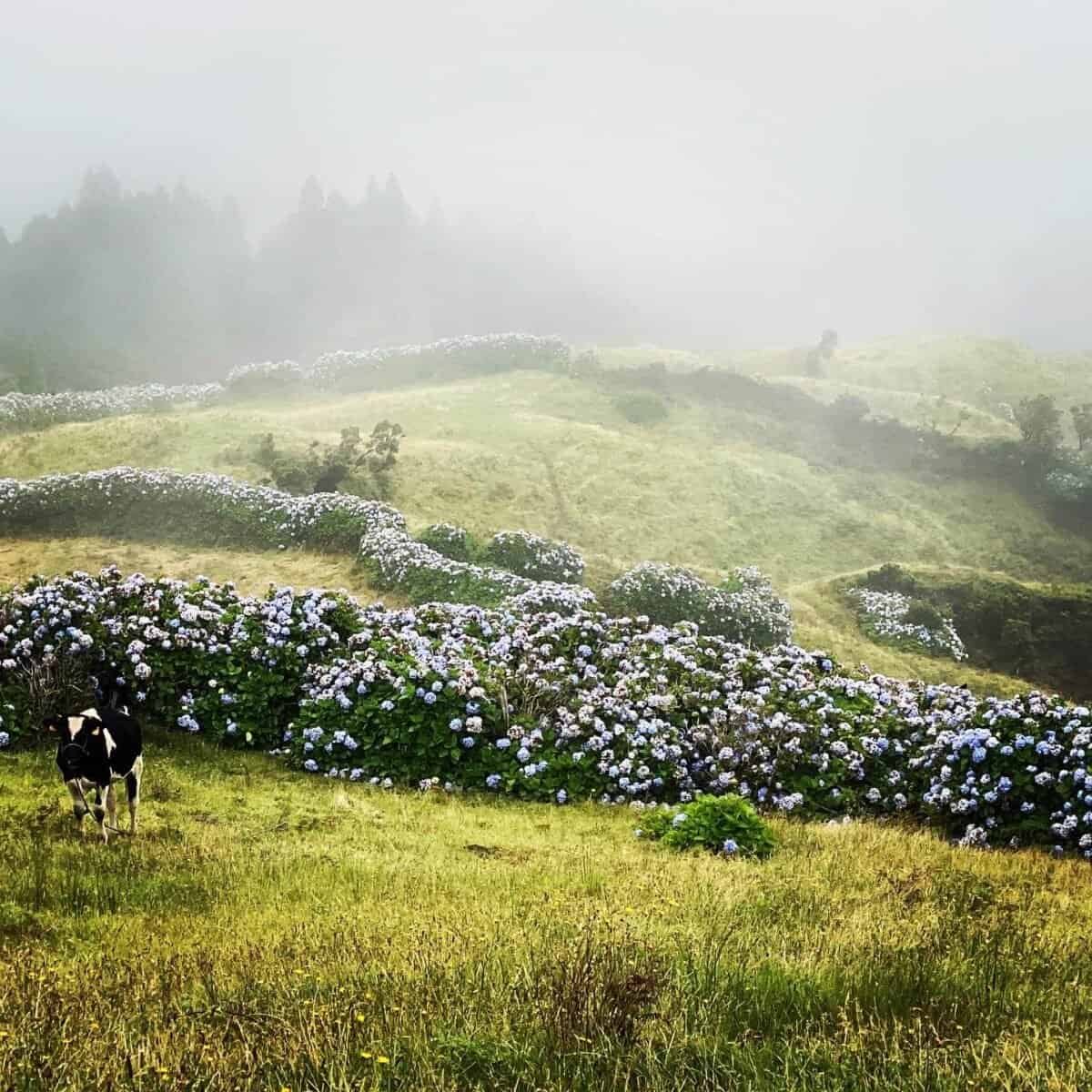 Misty meadows and hydrangeas on Faial