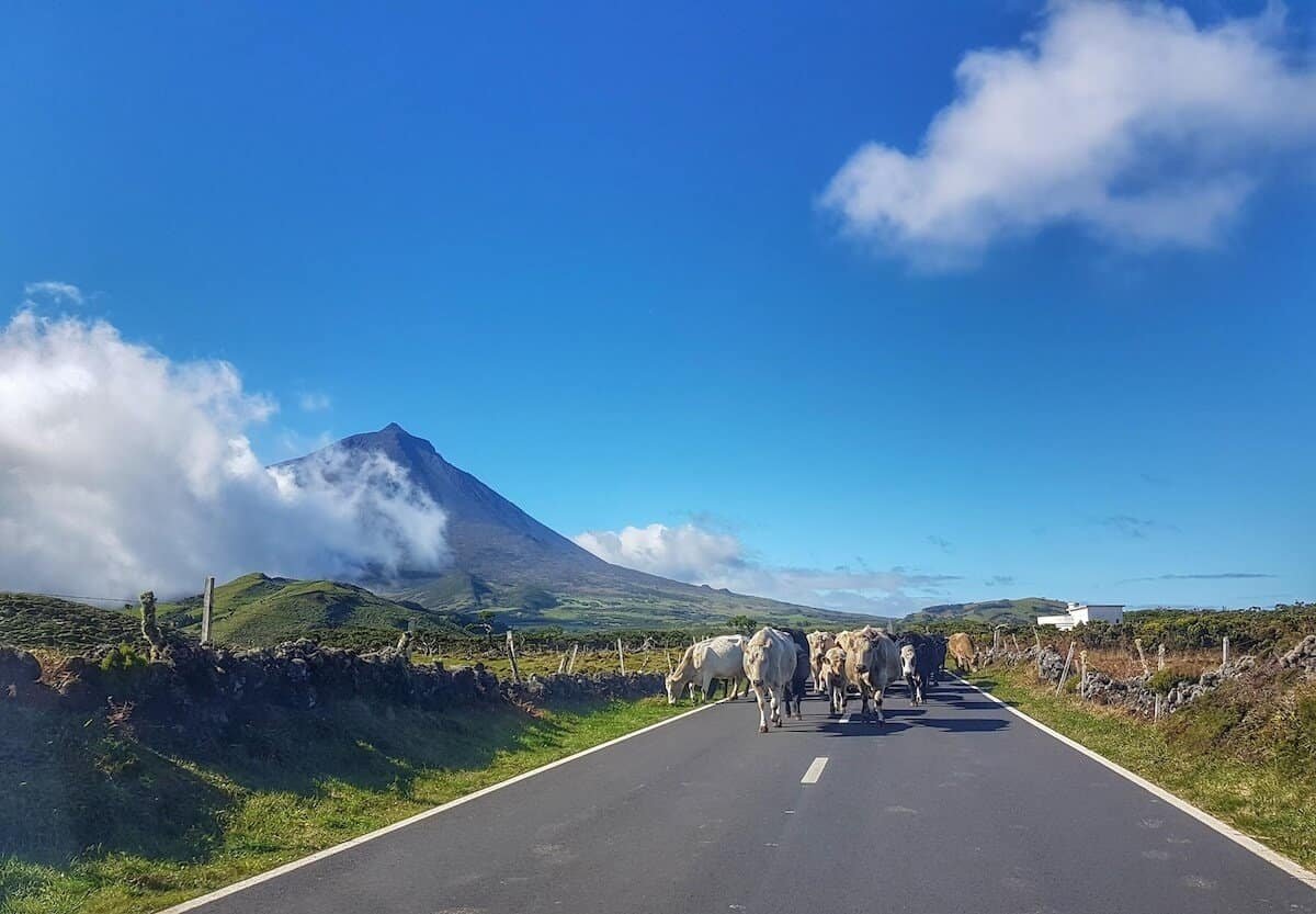 cows walking on road beneath Pico Mountain in the Azores