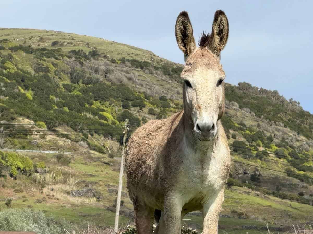 Inquisitive donkey standing with ears up in front of hill on Graciosa in the Azores