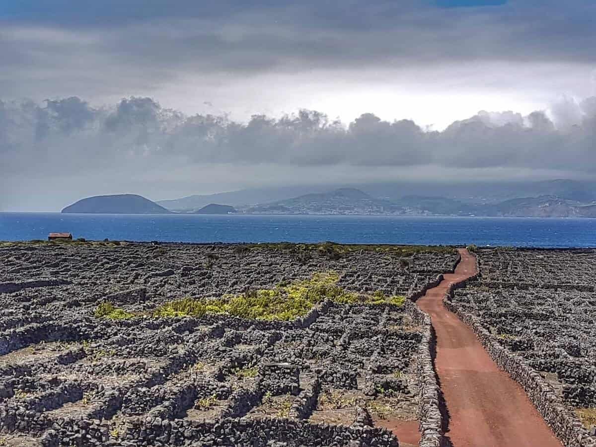 vineyard interlaced with volcanic rock walls on Pico Island in the Azores