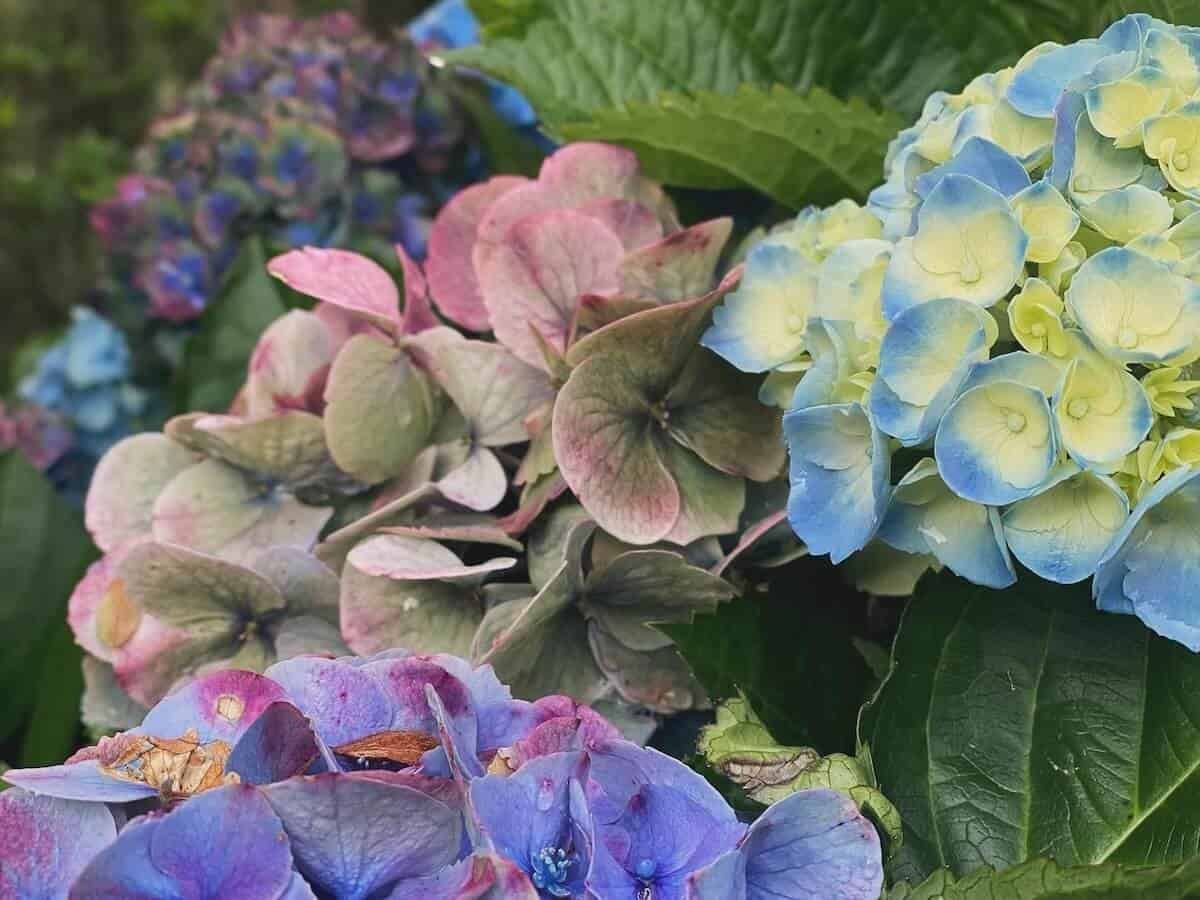close-up of colorful hydrangeas on São Miguel in the Azores