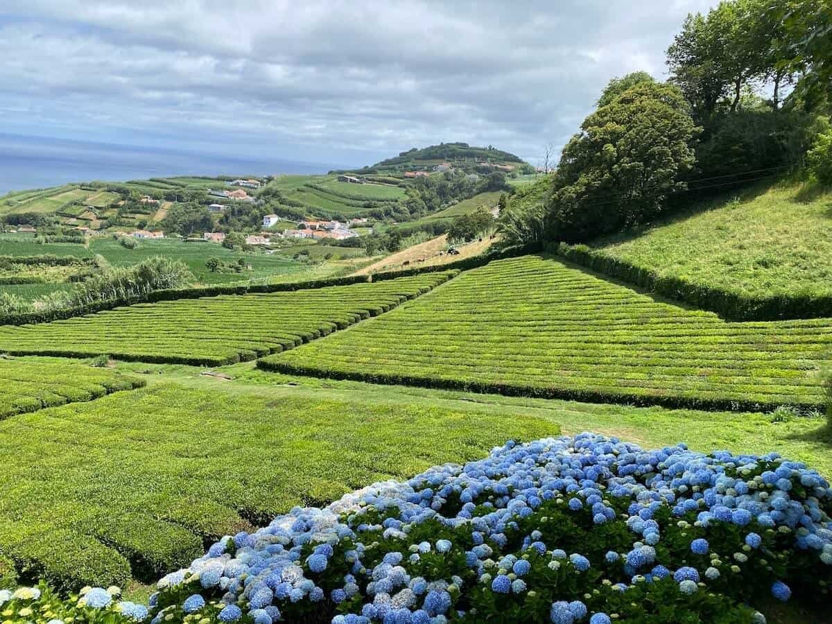 rolling green tea plantation set on a hillside with lavendar hydrangeas on São Miguel in the Azores