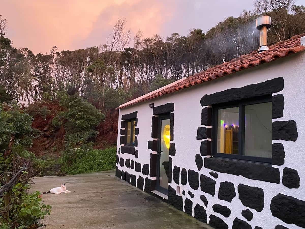 cat sitting on patio in front of house with black volcanic stone and dog peering through glass door