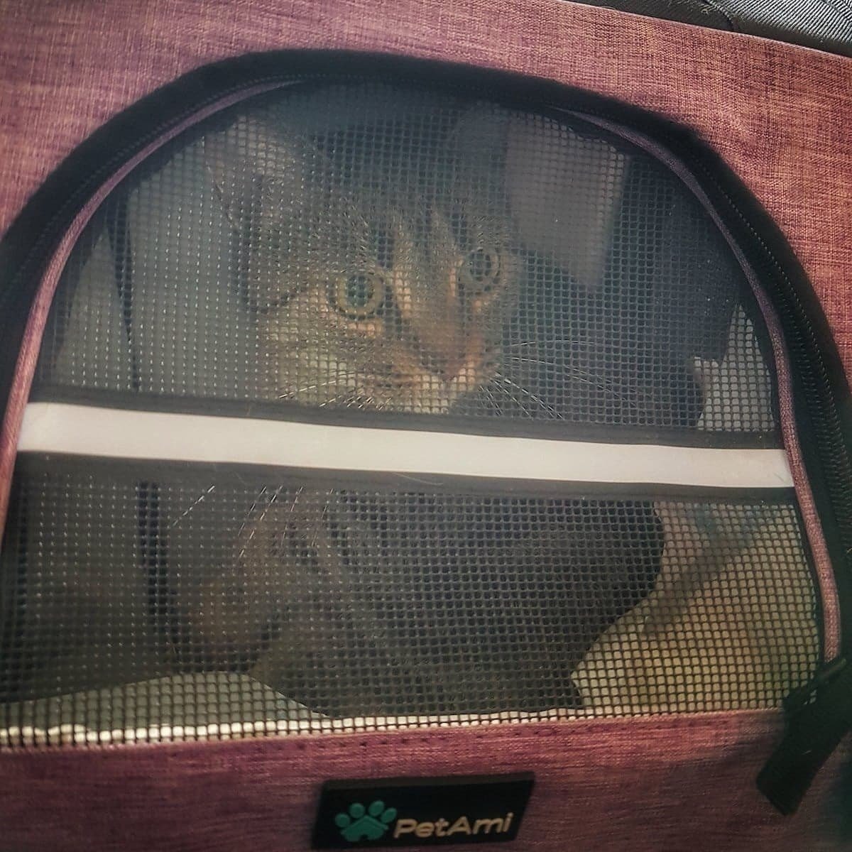 cat peering out from cat carrier en route to Faial