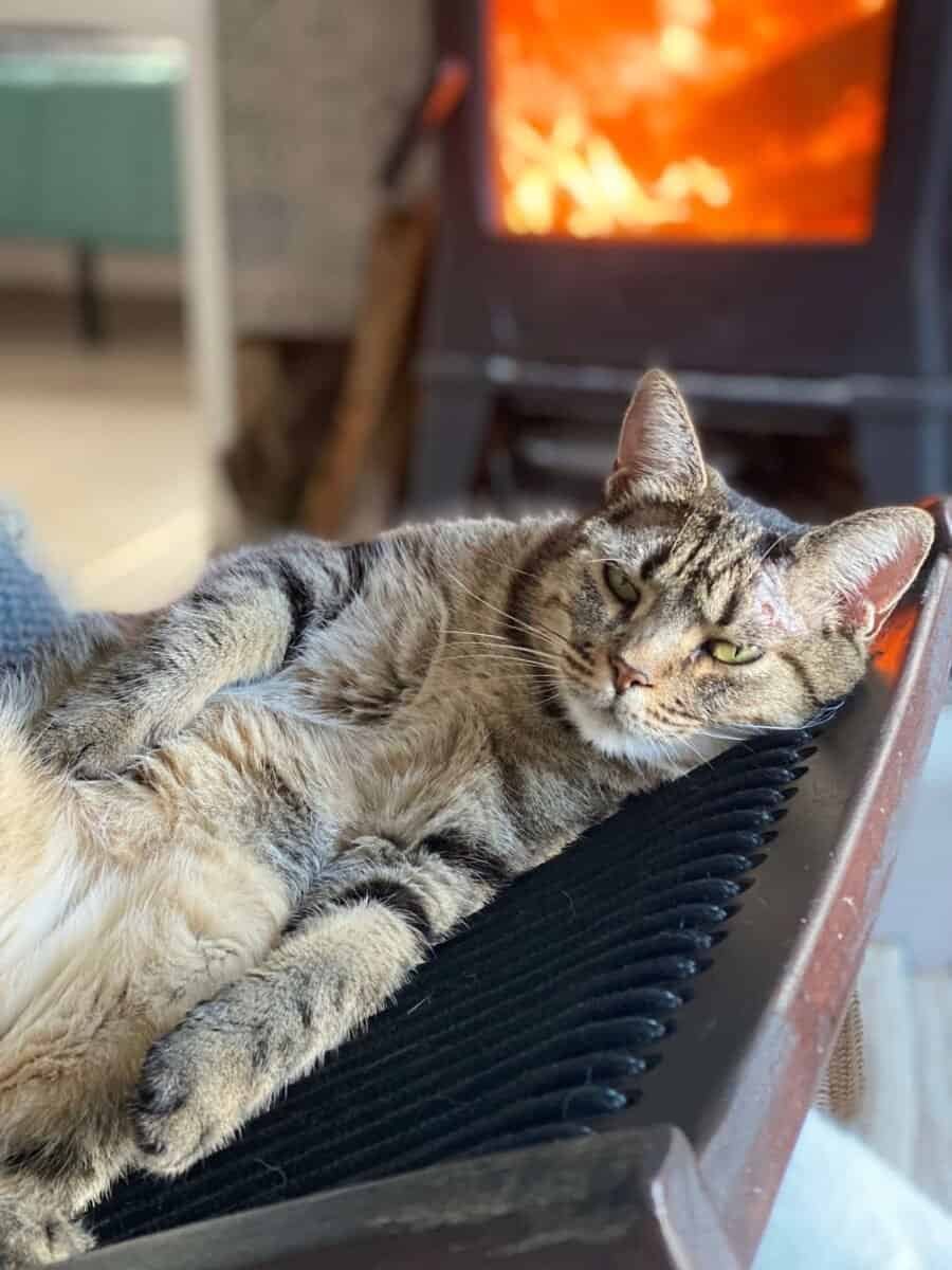 cat on chair in front of wood-burning stove